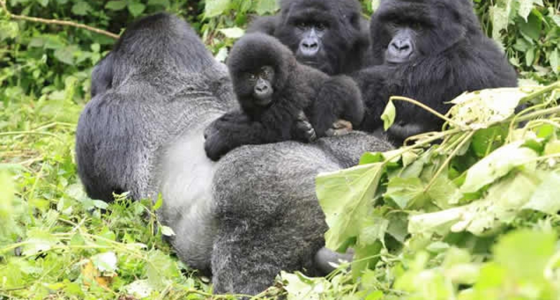 Special Offers for Gorilla Permits in Rwanda. 